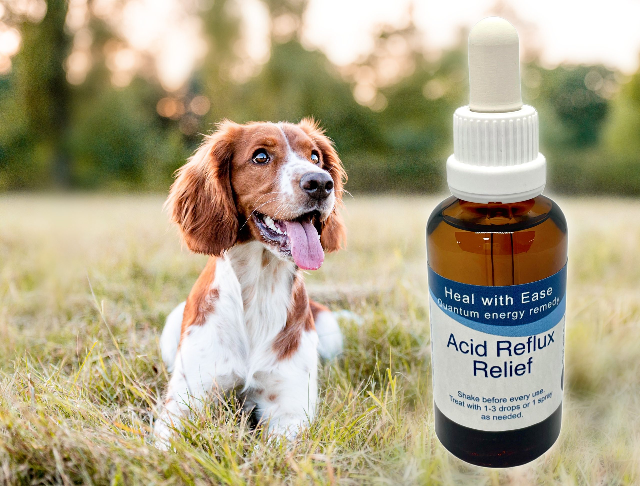 Acid Reflux Relief for Dogs